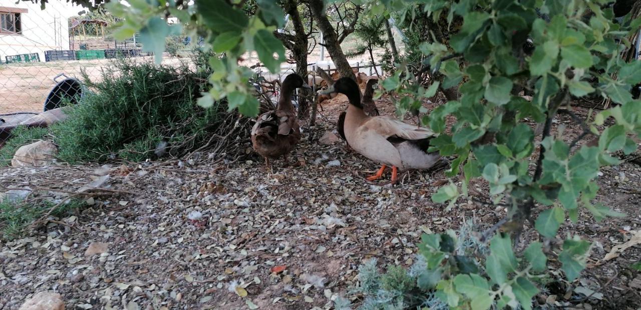 Nohales Casa Rural La Loma מראה חיצוני תמונה